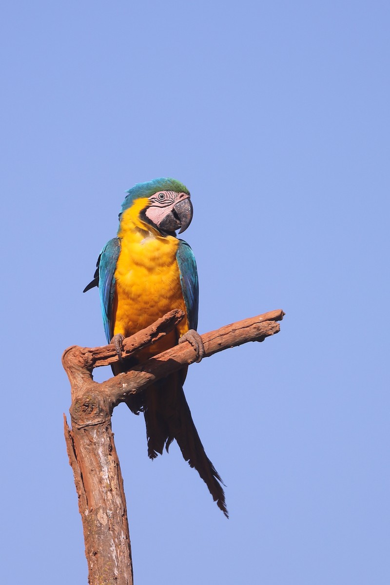 Blue-and-yellow Macaw - ML496186801