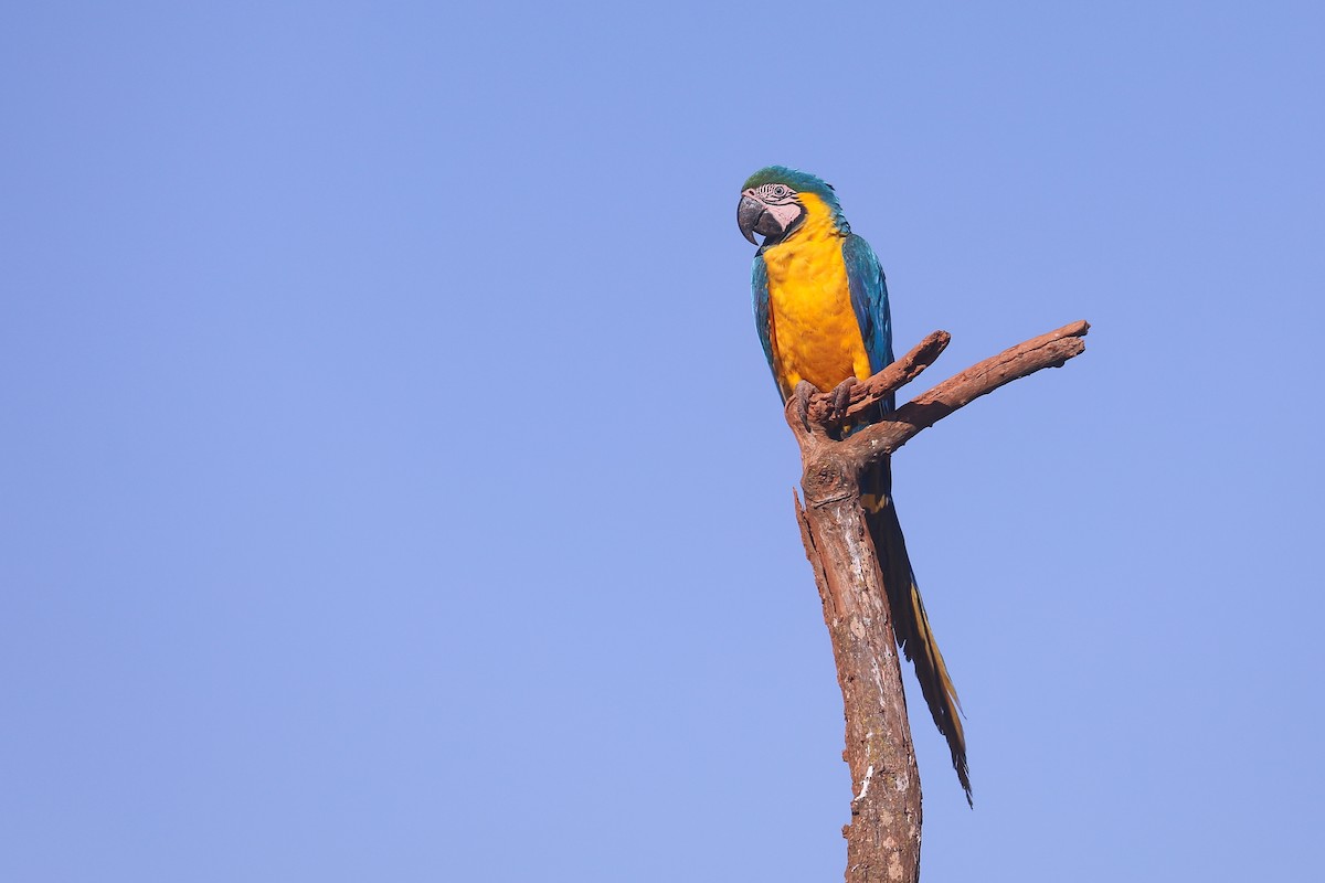 Blue-and-yellow Macaw - ML496186821