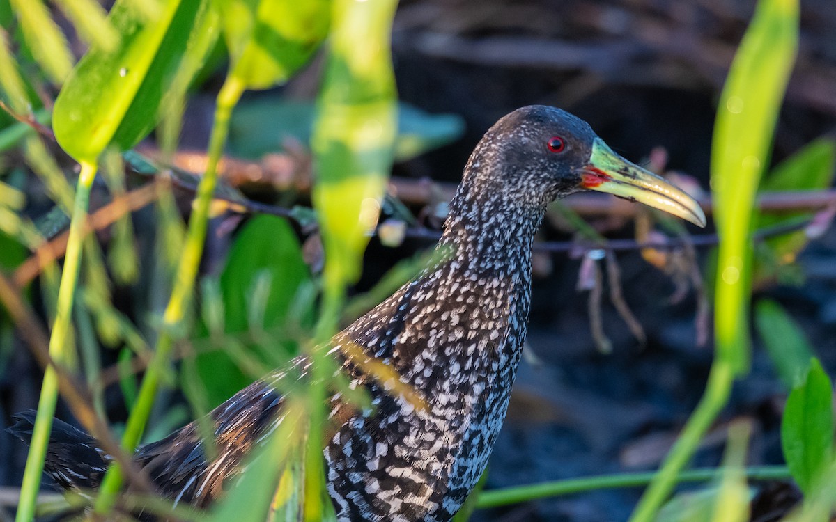 Spotted Rail - ML496188221