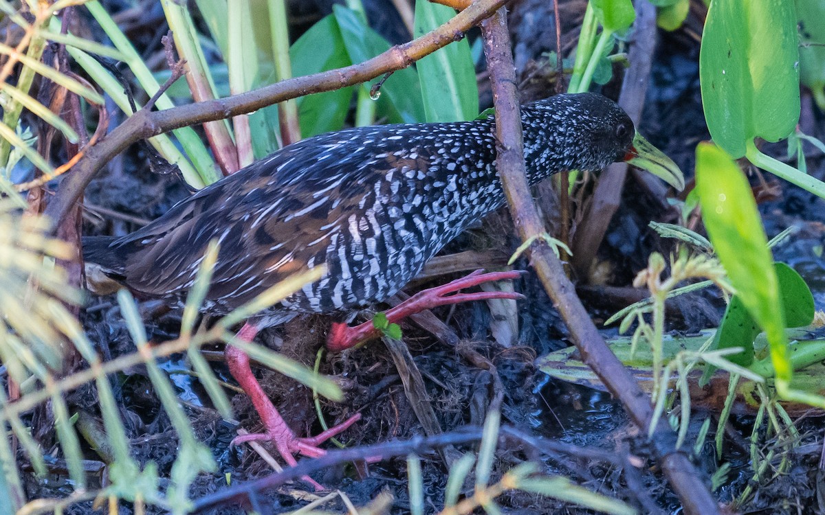 Spotted Rail - ML496188861
