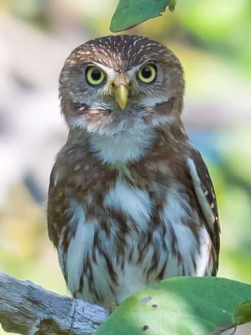 Ferruginous Pygmy-Owl - ML496188881