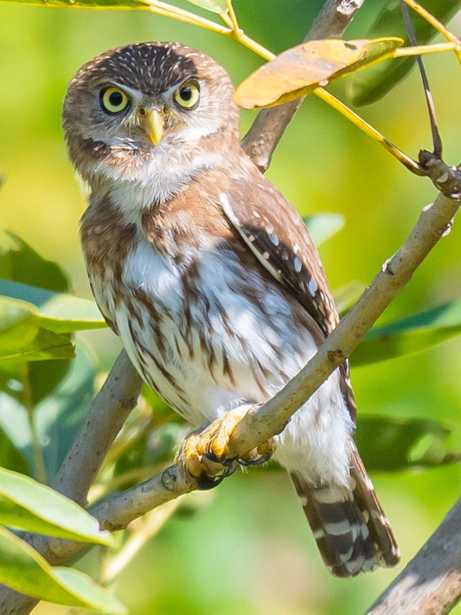 Ferruginous Pygmy-Owl - ML496188891