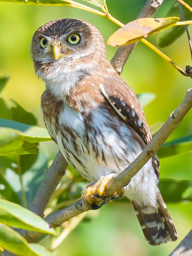 Ferruginous Pygmy-Owl - ML496188901