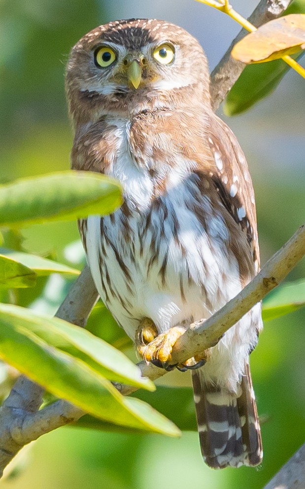 Ferruginous Pygmy-Owl - ML496188921
