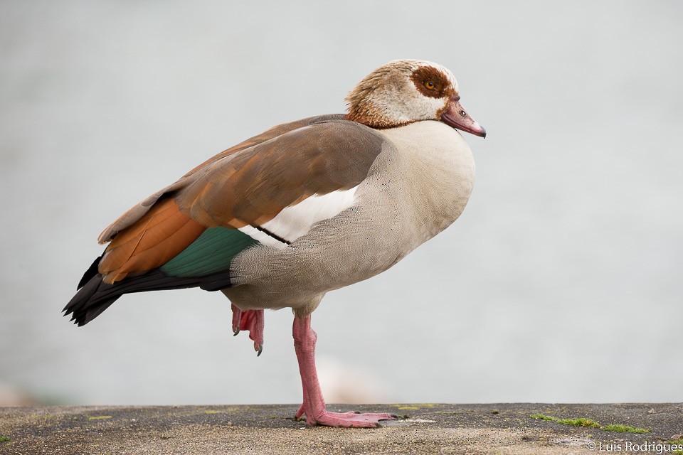 Egyptian Goose - Luis Rodrigues