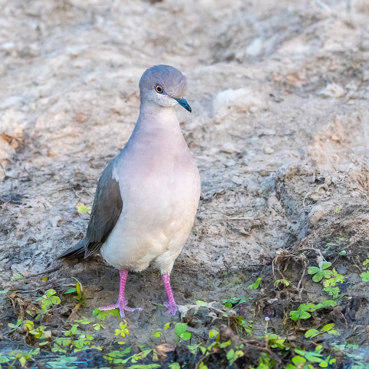 Gray-fronted Dove - ML496192171