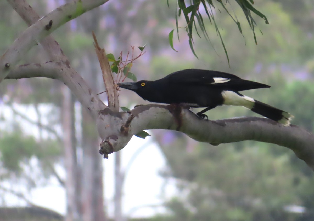 Pied Currawong - ML496192191