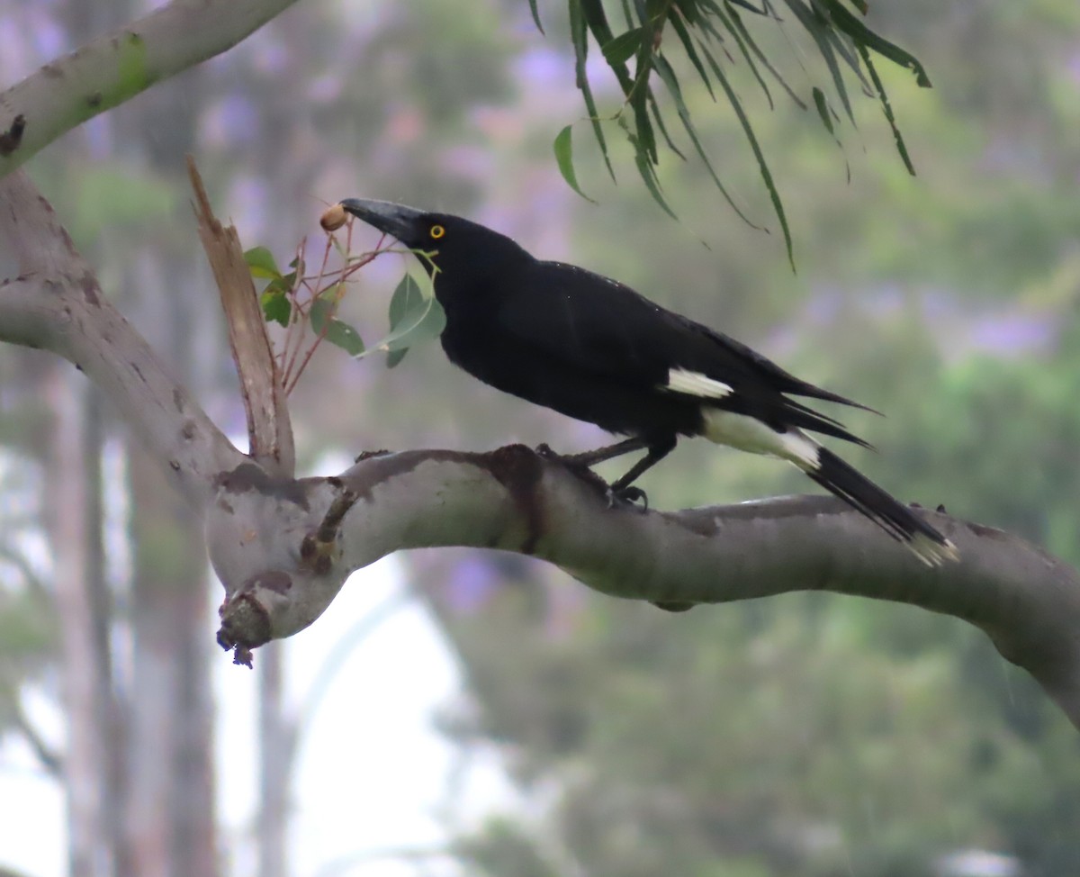Pied Currawong - ML496192241