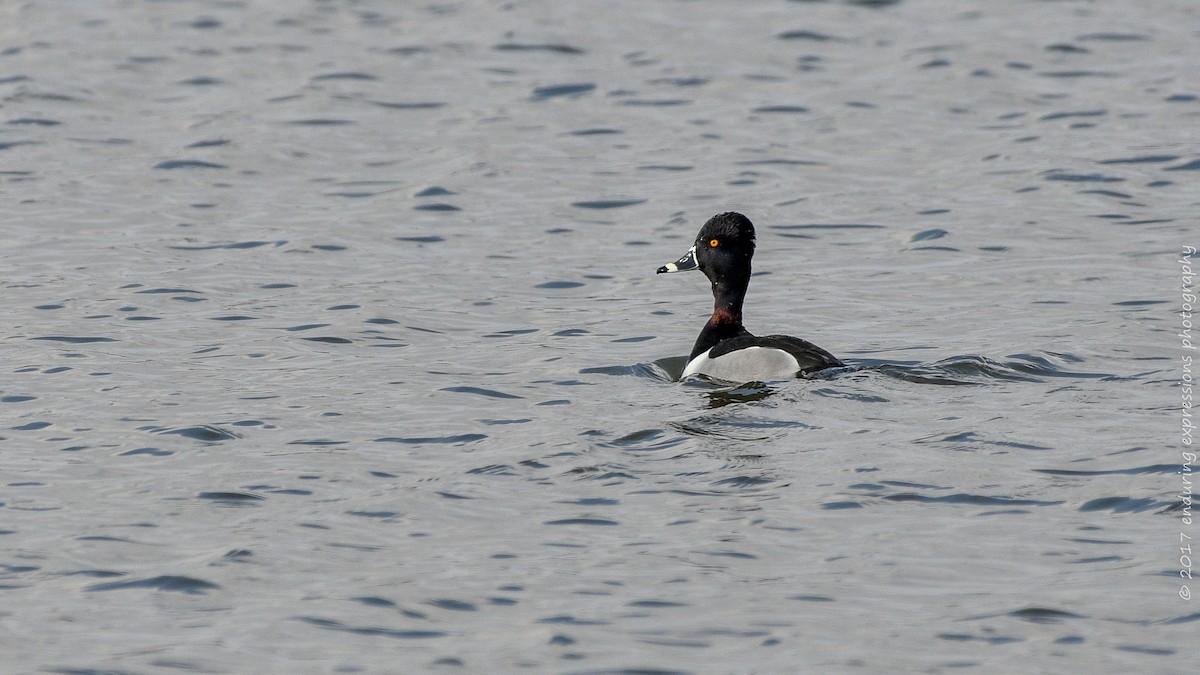 Ring-necked Duck - Charlie Shields