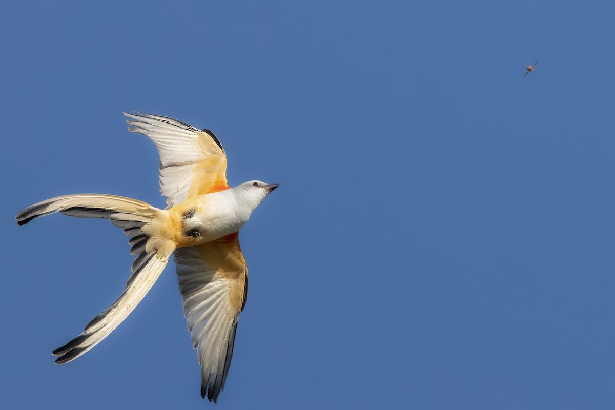 Scissor-tailed Flycatcher - Brad Imhoff