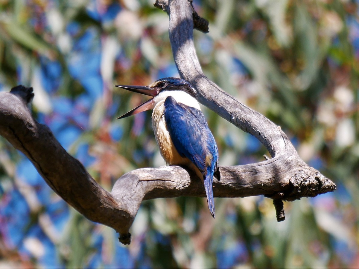 Sacred Kingfisher (Australasian) - ML496196861