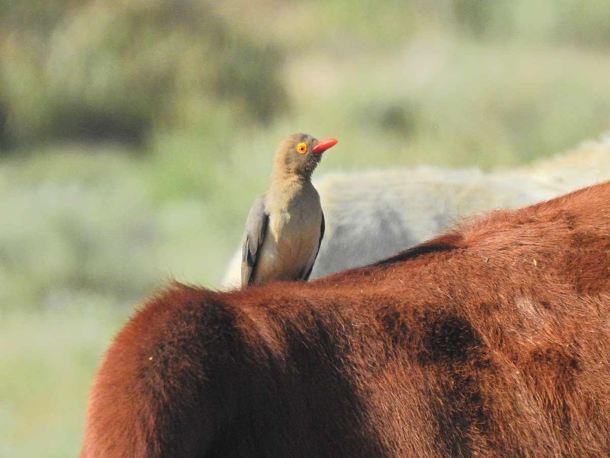 Red-billed Oxpecker - ML496202511