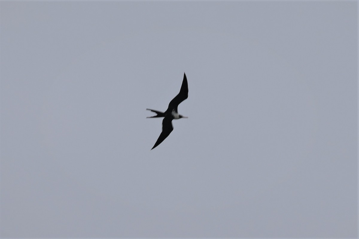Lesser Frigatebird - ML496203311