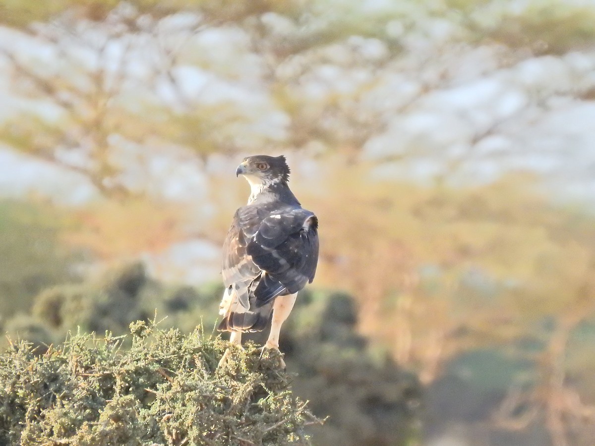 African Hawk-Eagle - Abdulhakim Abdi