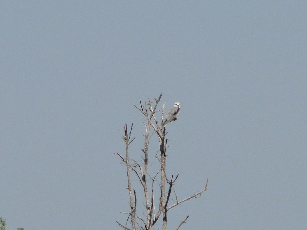 White-tailed Kite - ML496203761