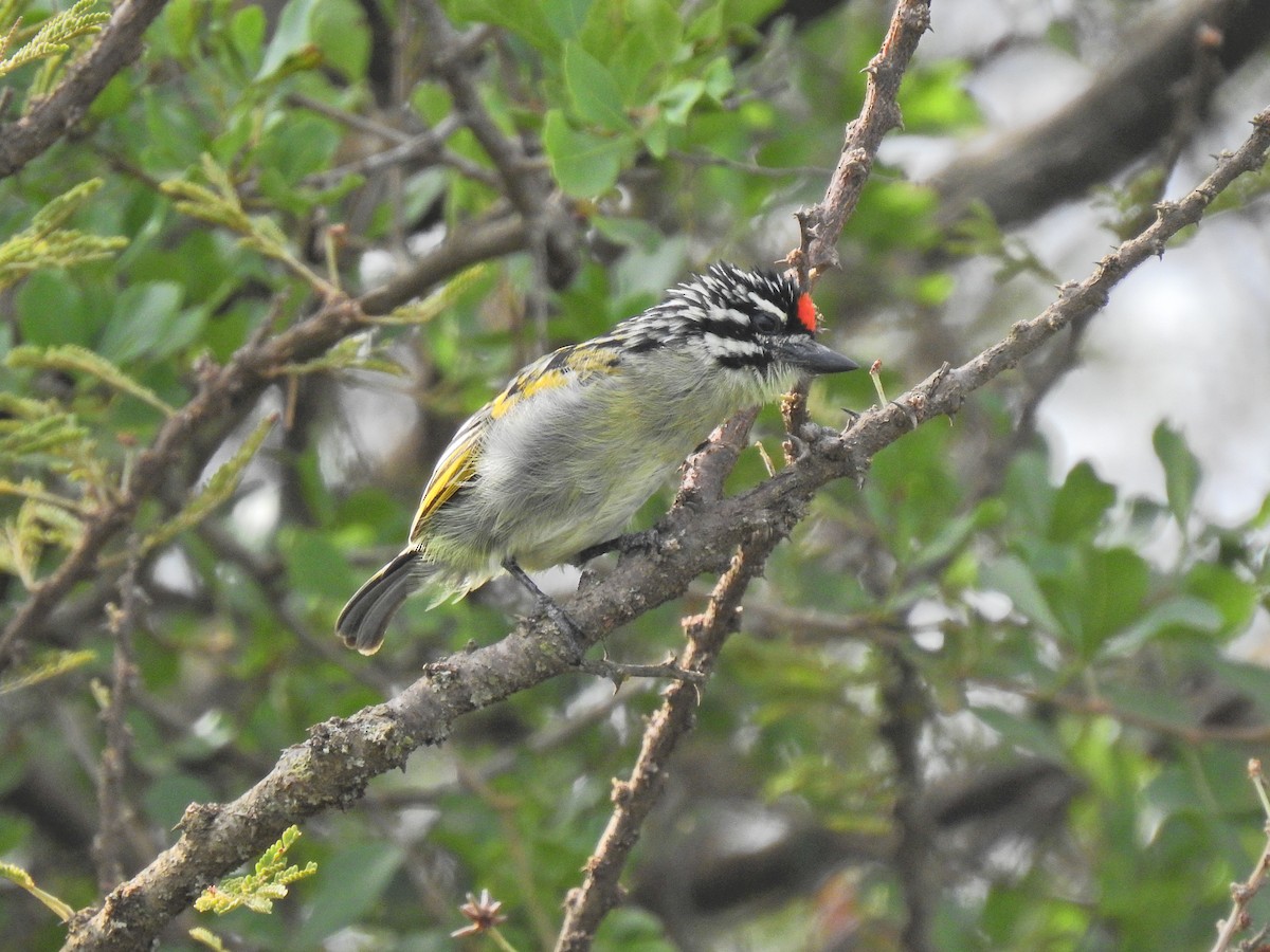 Red-fronted Tinkerbird - ML496204451