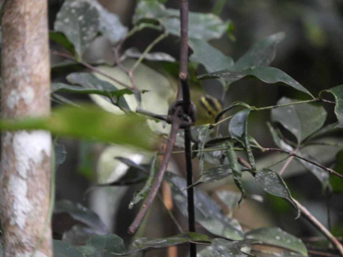 Sulphur-breasted Warbler - Phanakorn Kraomklang