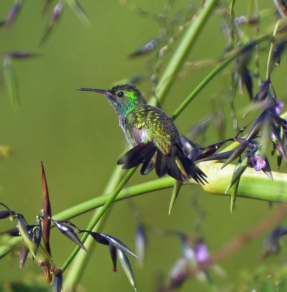 Mangrove Hummingbird - Tina Van Dusen
