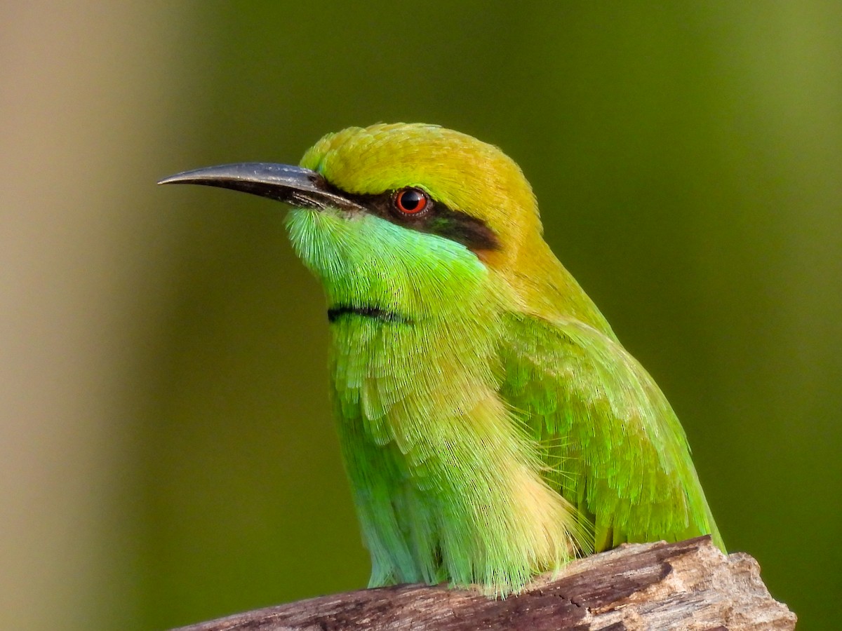 Asian Green Bee-eater - ML496221971