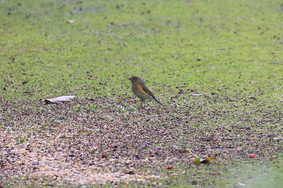 Red-flanked Bluetail - ML496222121