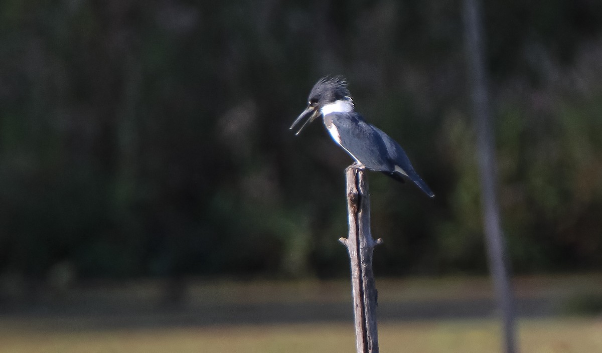 Belted Kingfisher - ML496230471