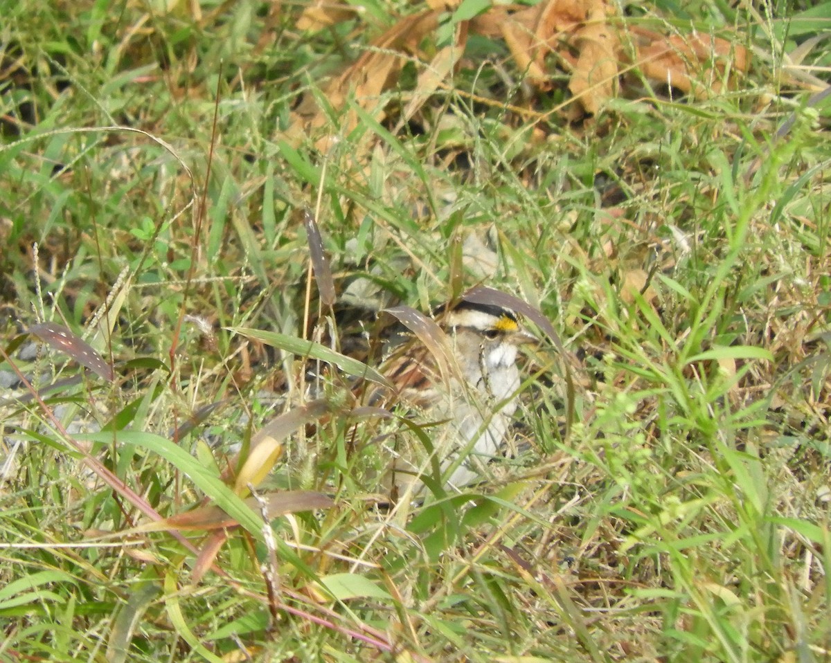 White-throated Sparrow - ML496232291