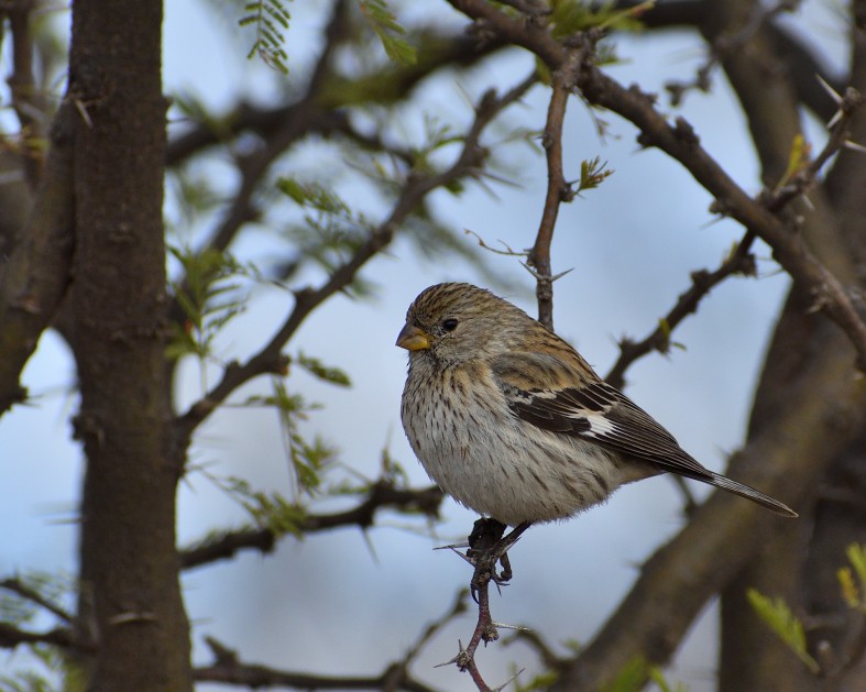 Band-tailed Seedeater - ML496237811