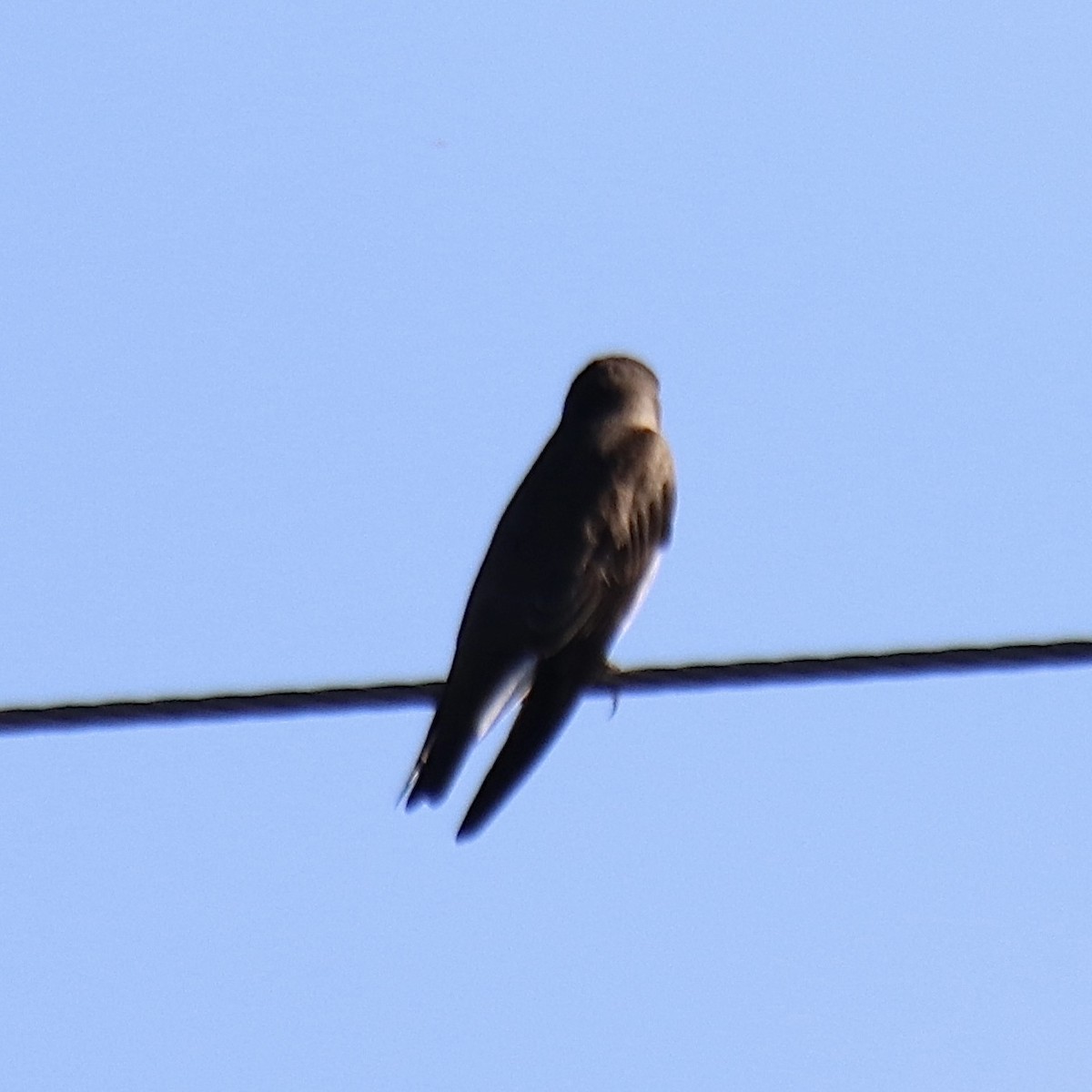 Northern Rough-winged Swallow - John Girard