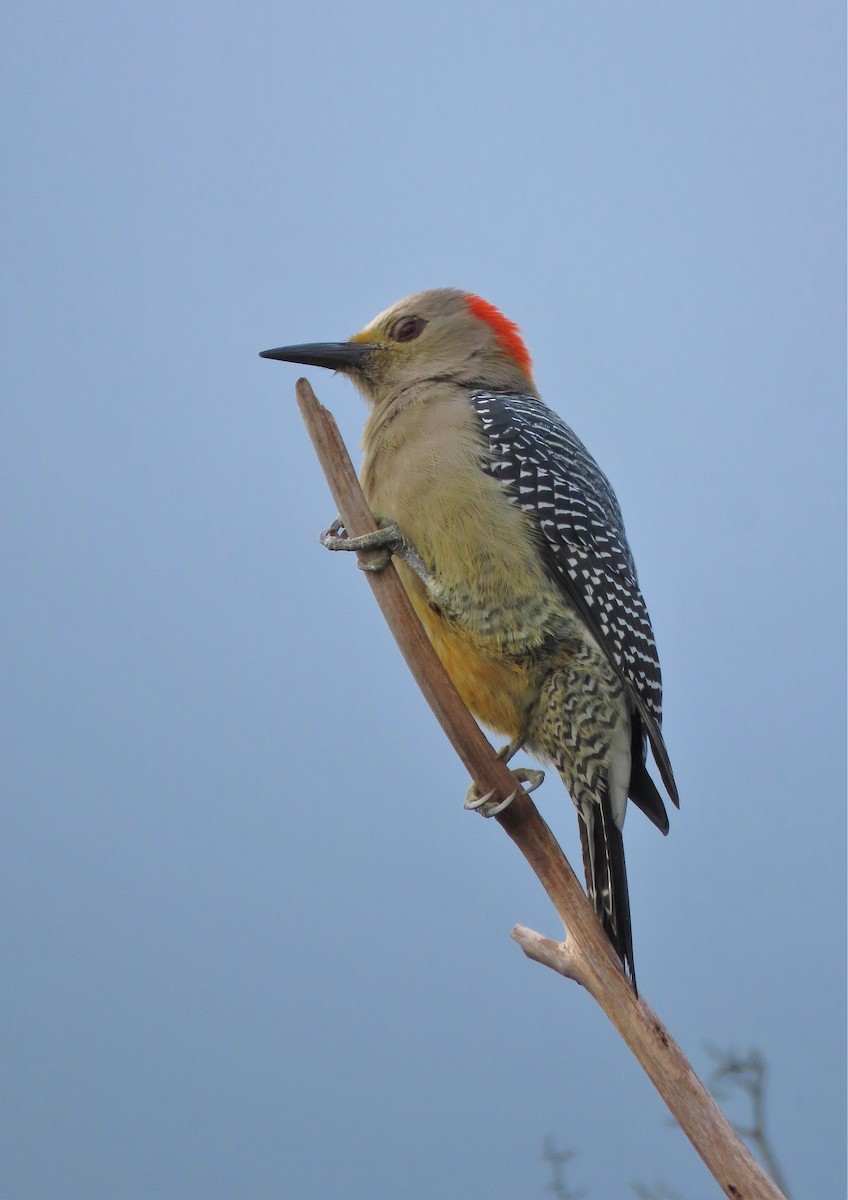 Golden-fronted Woodpecker - ML496238751