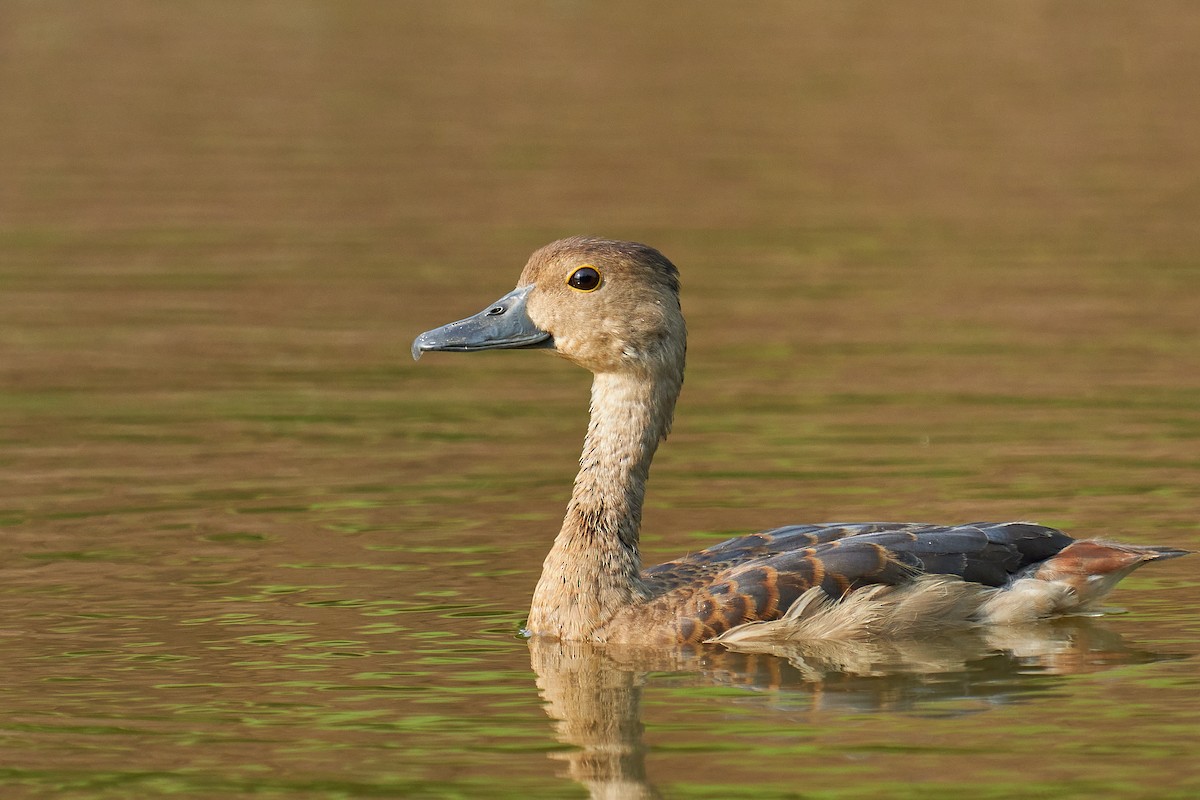 Lesser Whistling-Duck - Raghavendra  Pai