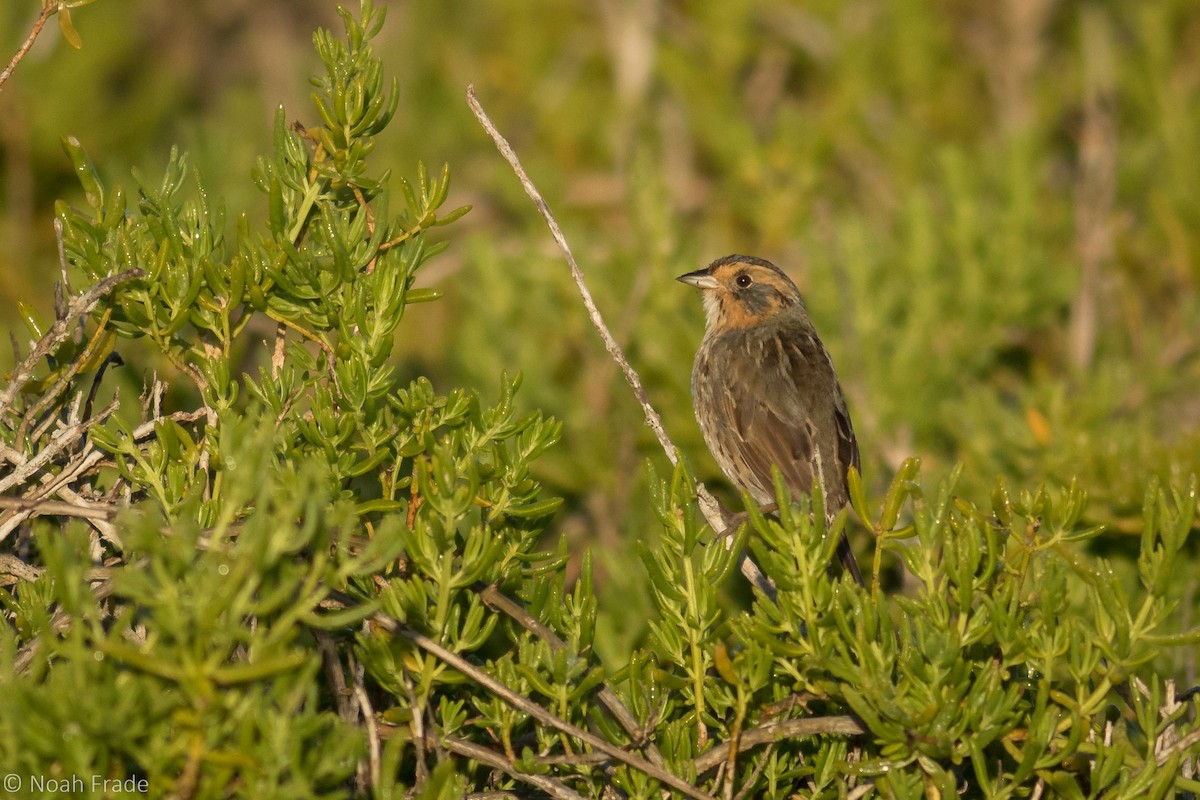 Saltmarsh Sparrow - Noah Frade