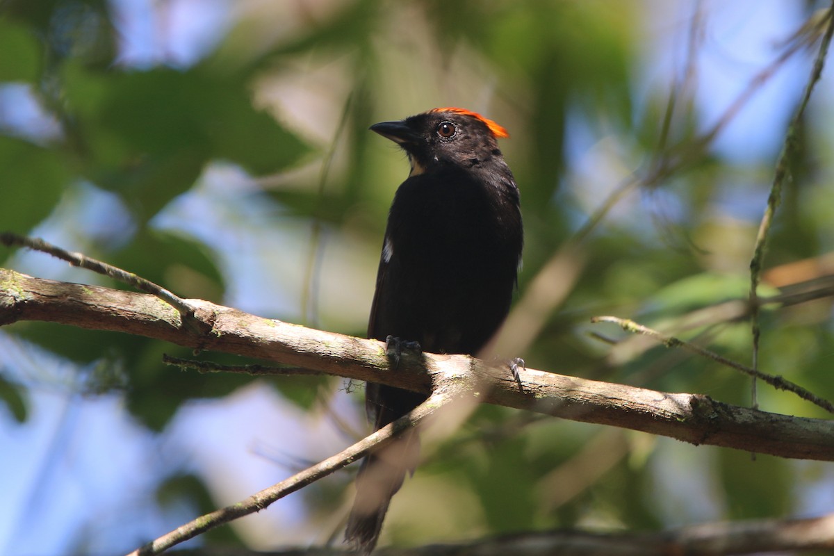 Flame-crested Tanager - ML49624131