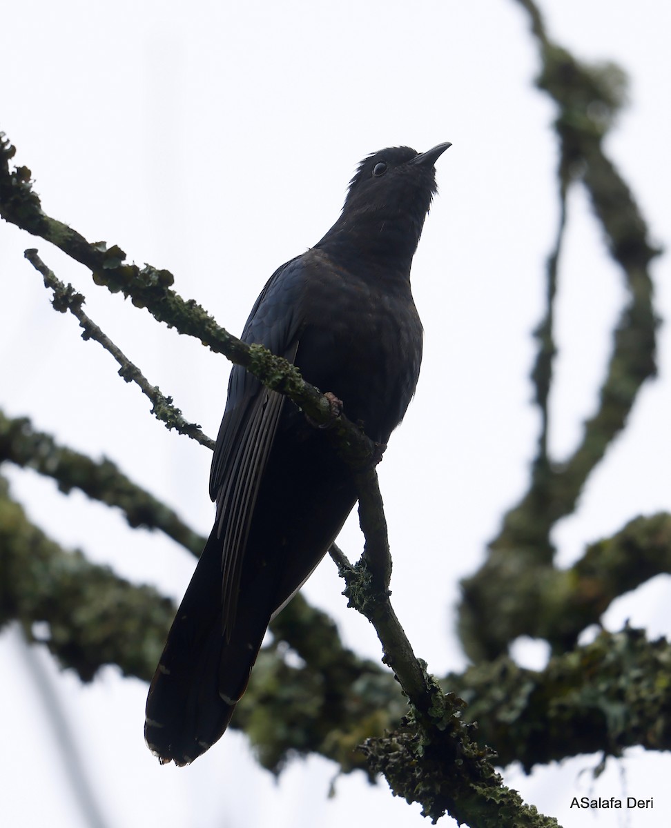 Black Cuckoo (Black) - ML496242001