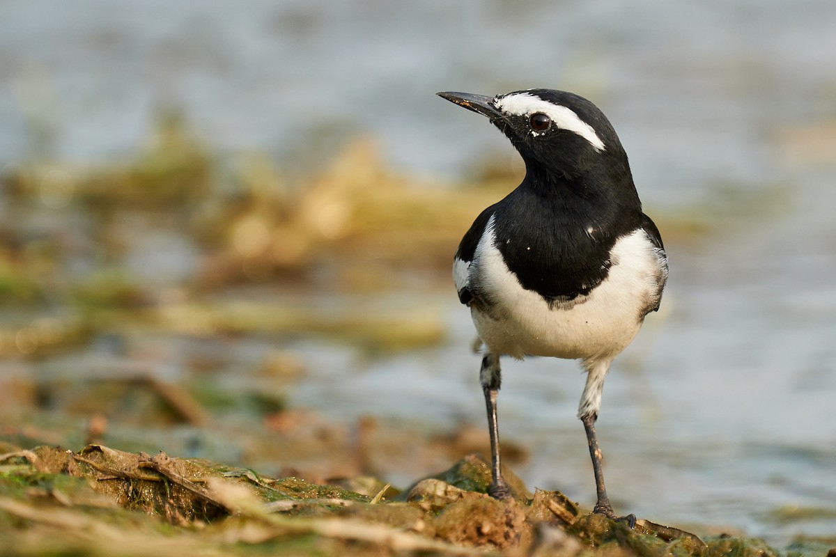 White-browed Wagtail - ML496243561
