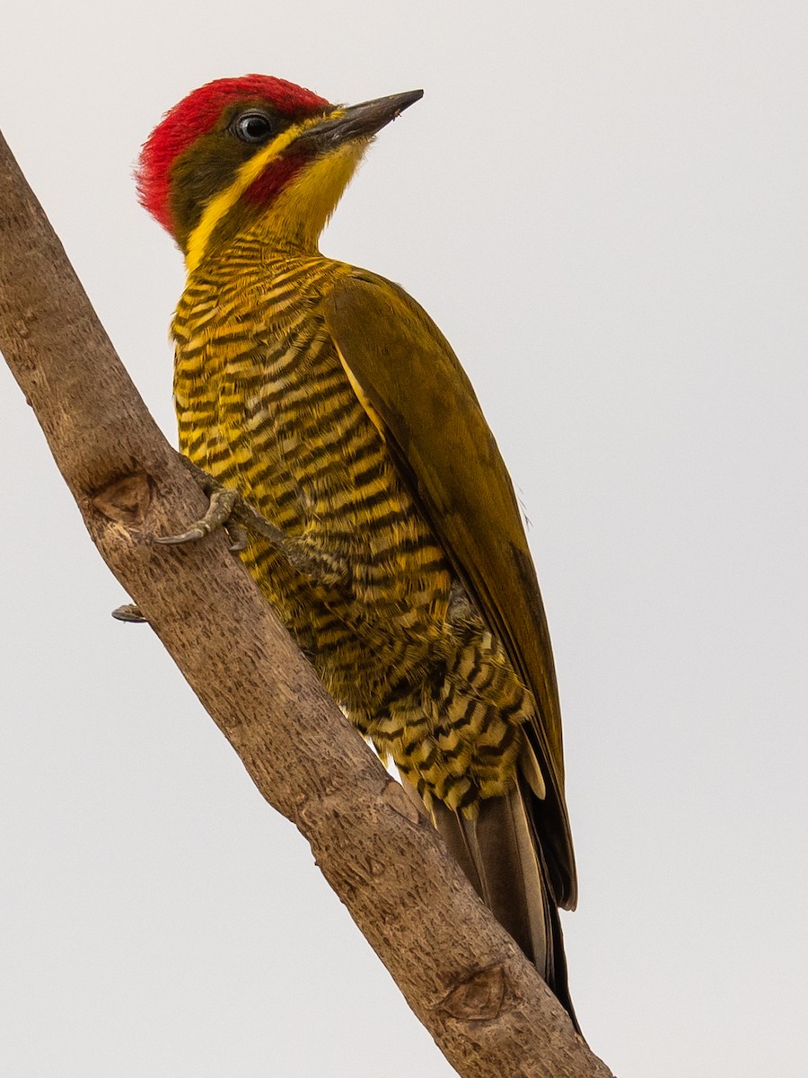 Golden-green Woodpecker - ML496246181