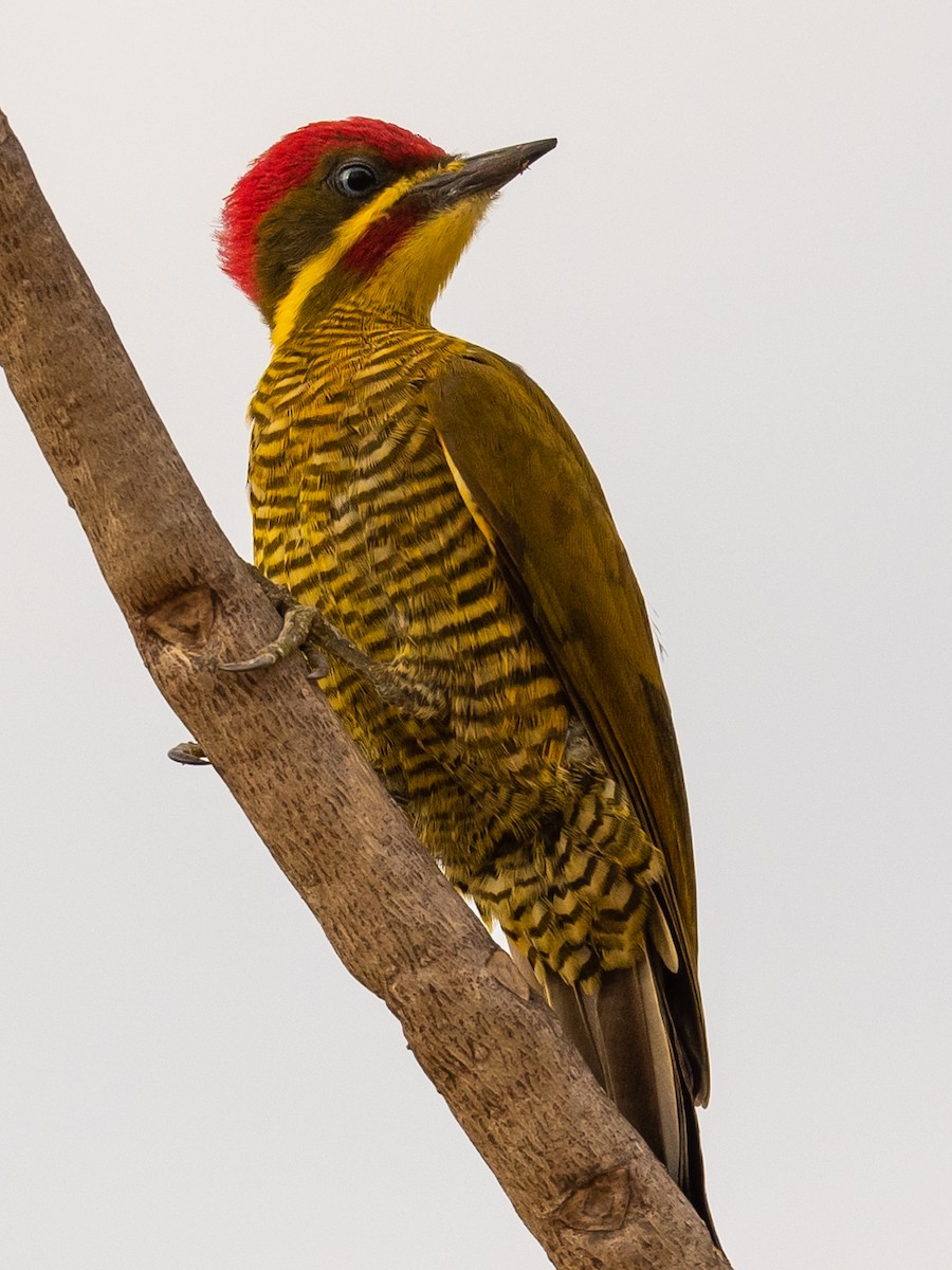 Golden-green Woodpecker - ML496246201