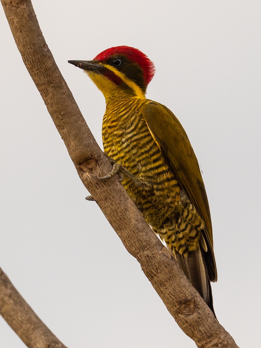 Golden-green Woodpecker - Jean-Louis  Carlo