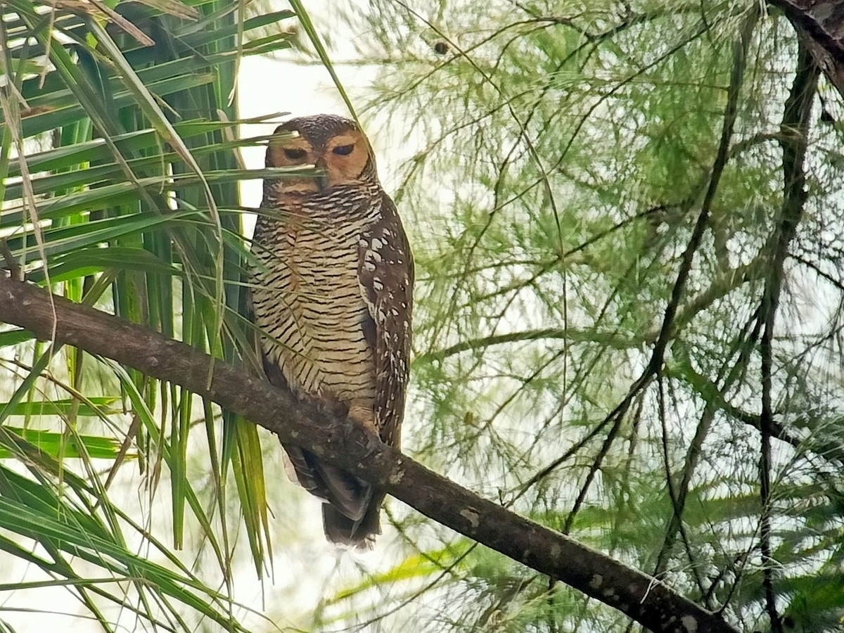Spotted Wood-Owl - ML496247151