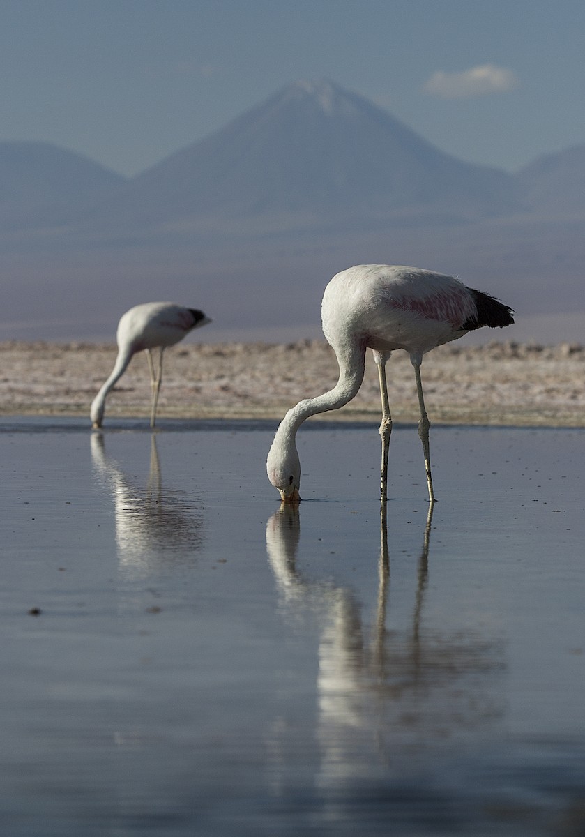 Andean Flamingo - ML49625401