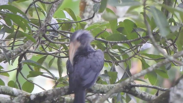 Malabar Gray Hornbill - ML496256411