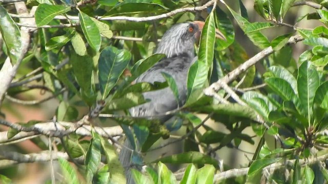 Malabar Gray Hornbill - ML496265181
