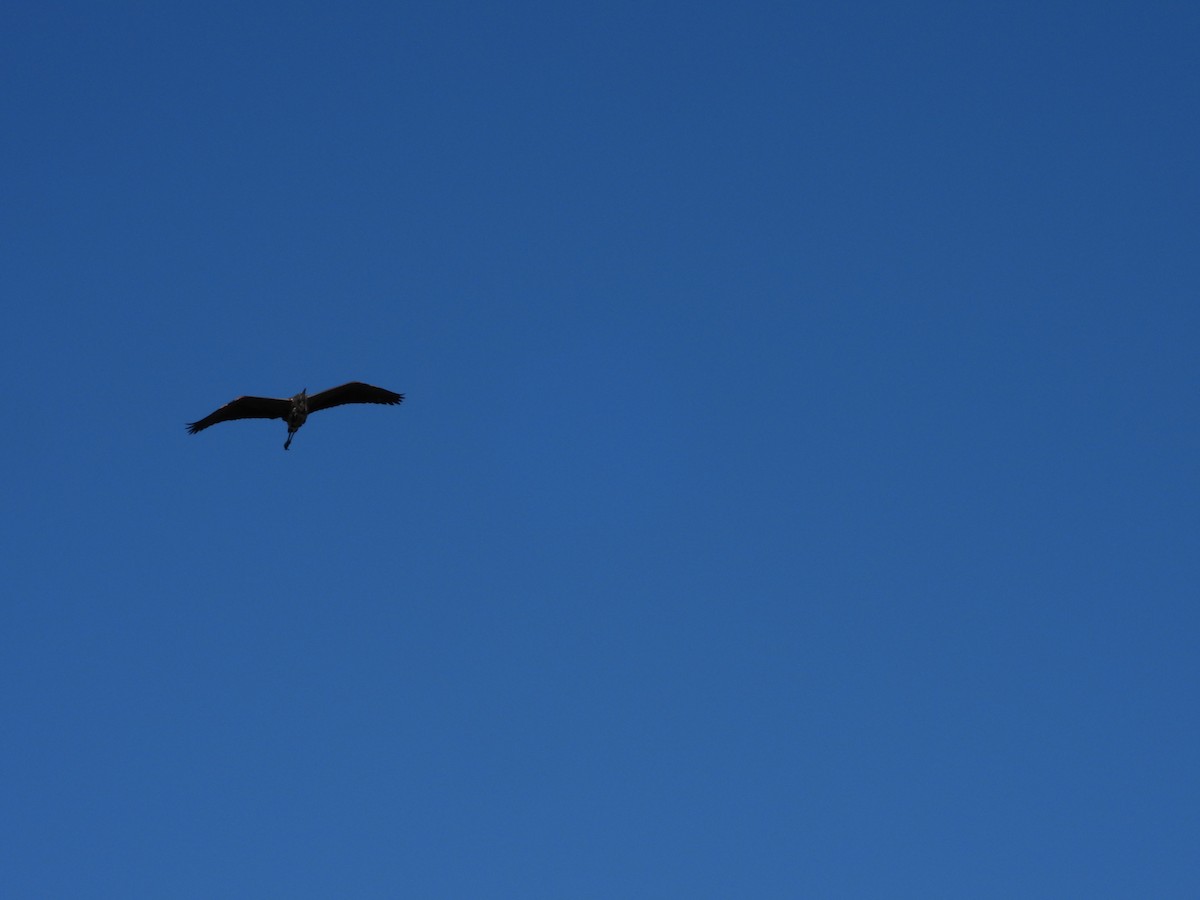 Ml496270831 - Great Blue Heron (great Blue) - Macaulay Library