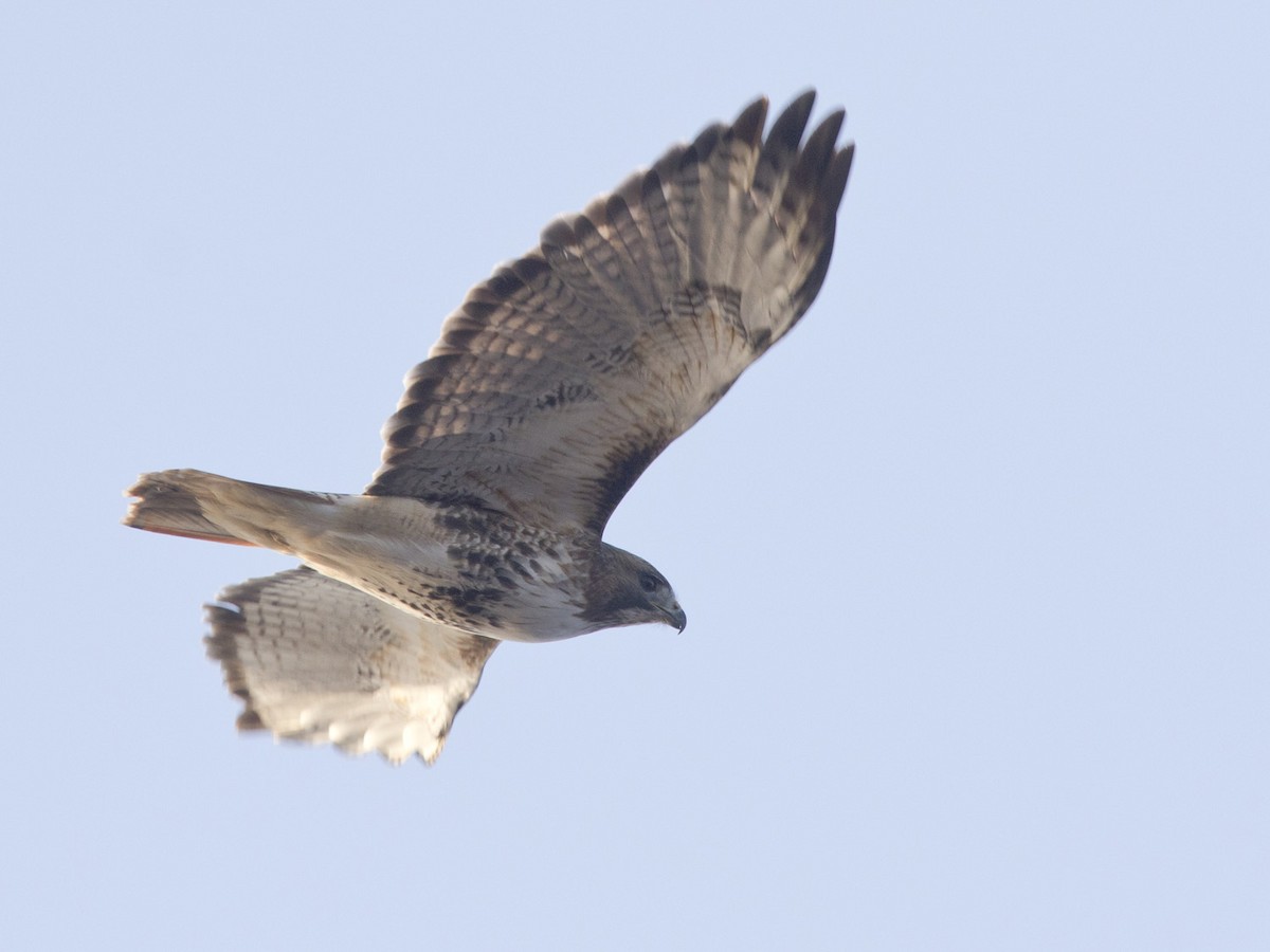 Red-tailed Hawk - ML496272161