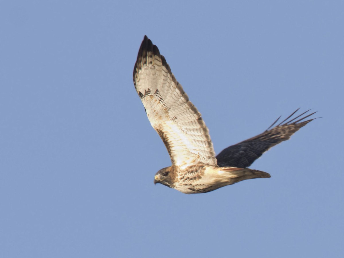Red-tailed Hawk - ML496272171