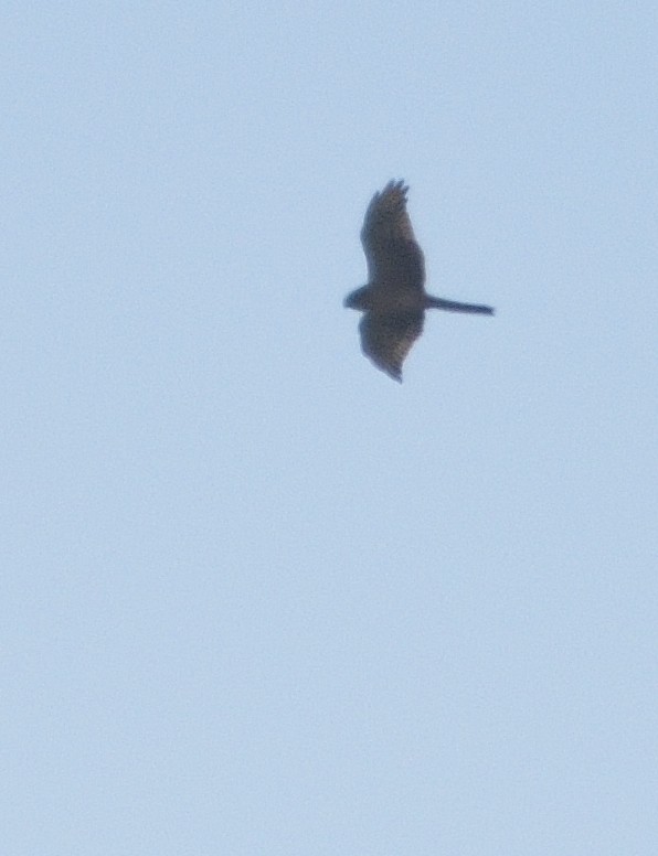 Eurasian Sparrowhawk - ML496272731