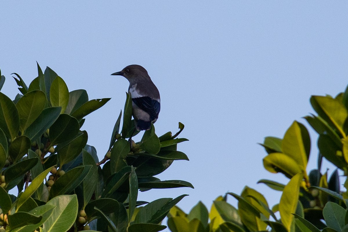 White-shouldered Starling - ML496274411