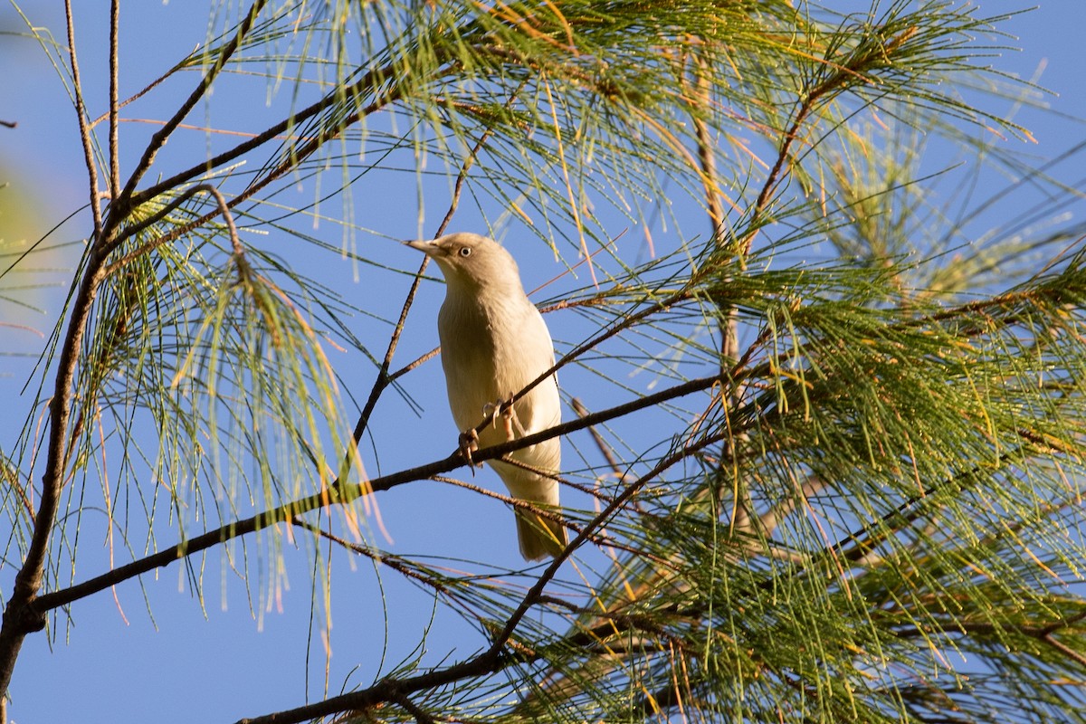 White-shouldered Starling - ML496274451