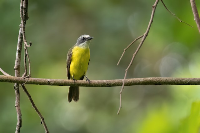 Gray-capped Flycatcher