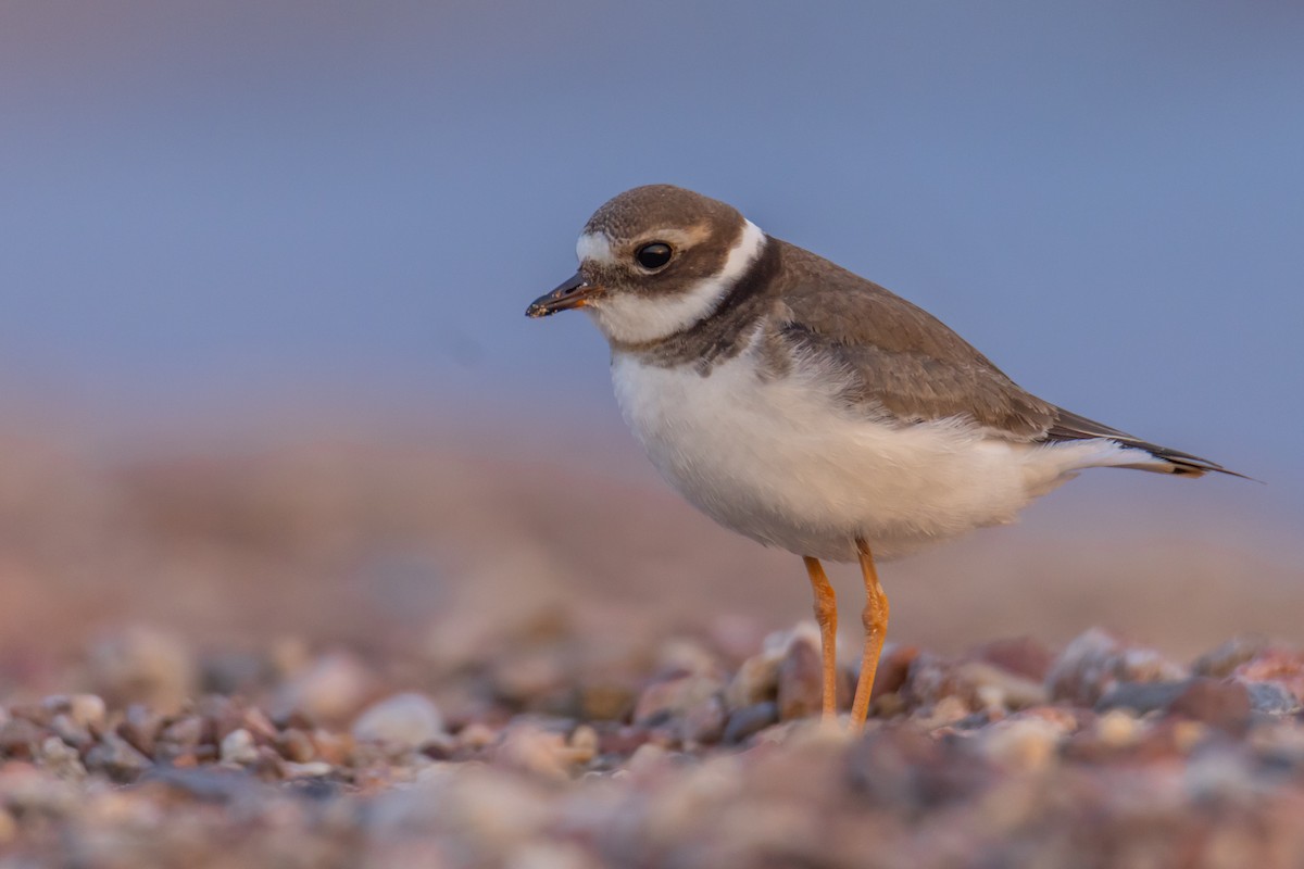 Common Ringed Plover - דויד סבן