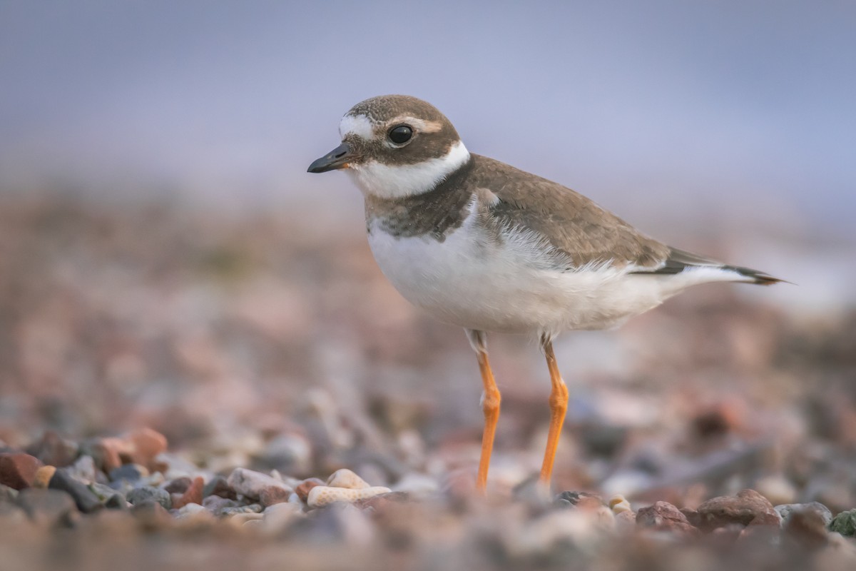 Common Ringed Plover - דויד סבן
